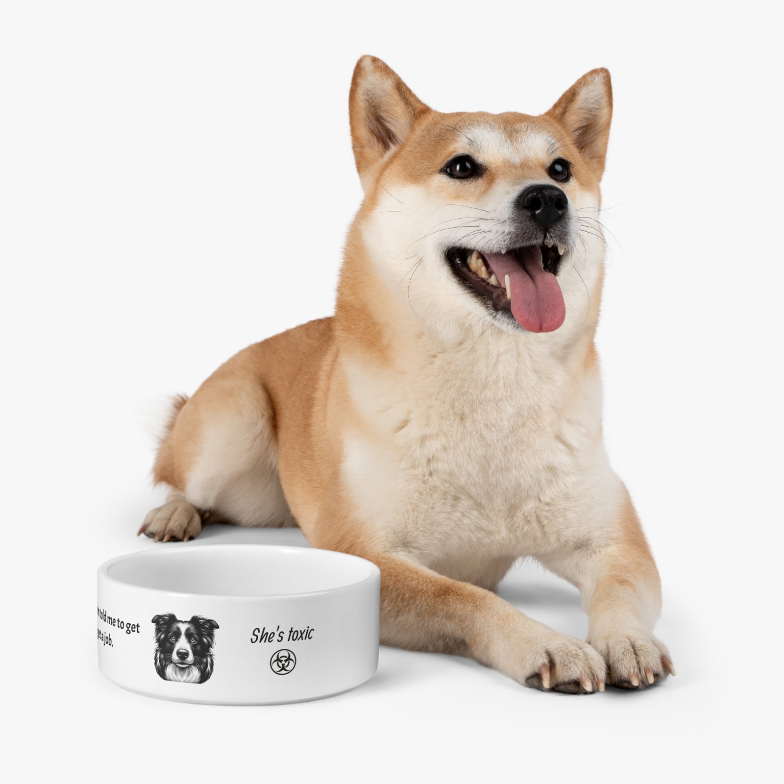 Humorous Pet Bowl for Dogs. Border Collie told to get a job