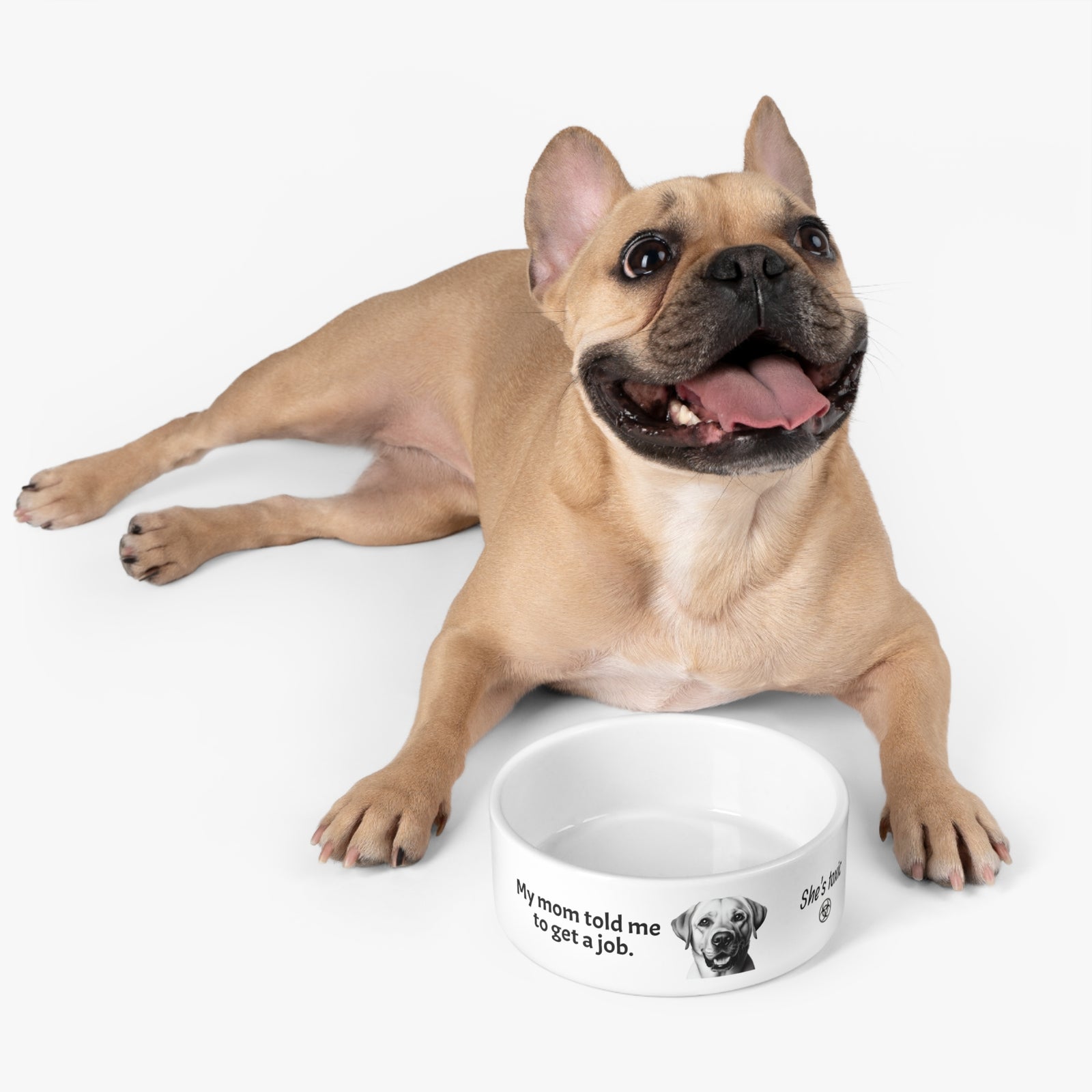 Funny Pet Bowl with Humor. Labrador told to get a job.